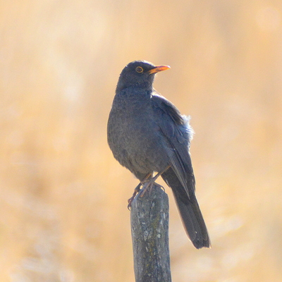 Chiguanco Thrush (2)